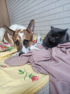 Шкодные видео о Шельма и Фениксе