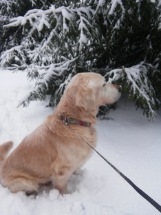 Заметки ветврача