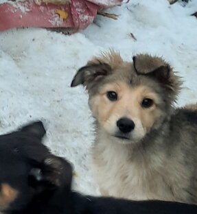 Малышка  Ника 3 мес.