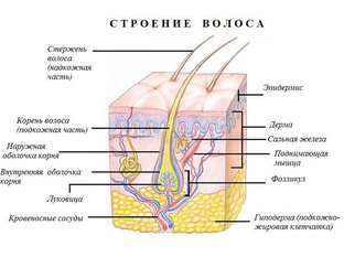 Уход за волосами