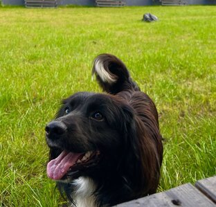 Отдых с животными