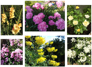 Всё о цветах