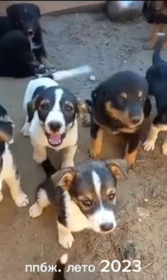 Истории спасений