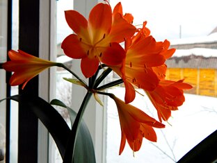 Сад огород и подоконник