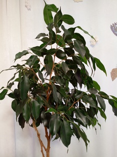 Мои зеленые питомцы