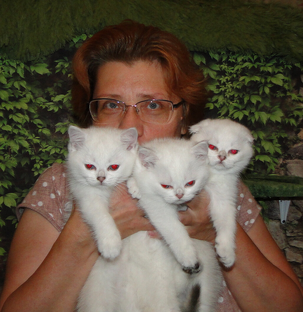 Купить шотландского котенка
