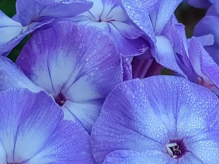 Садовые цветы, травы, кустарники и др.