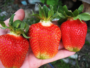 🍓 Как вырастить клубнику