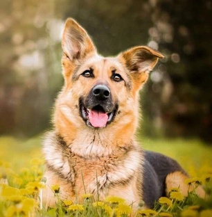 Полезная информация про собак