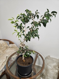 Фикусы Бенжамина