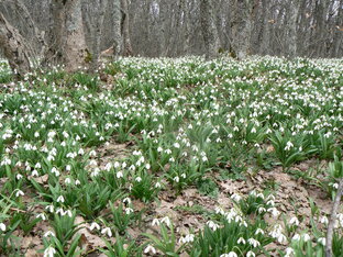 Растения Крыма