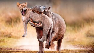 Битвы Животных.