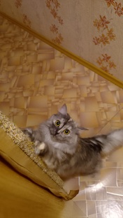  Алиса и Пуся