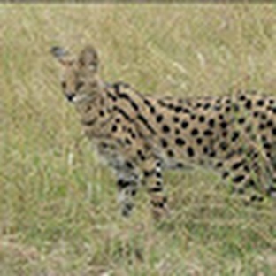 Сервал: кошка-охотник с ушами-радарами