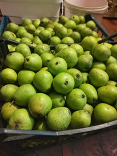 Статьи про сад и огород