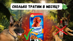🤑Ежемесячные траты на Альфу🐶