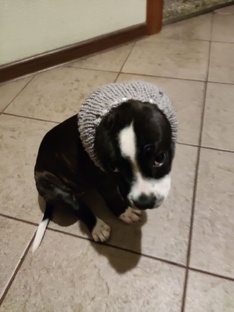 Веселые приключения собачек!😋 #стаффи #спаниель #собака #игра #юмор #животные