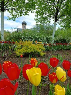 Городские цветы и растения