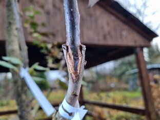 Обрезка и уход за плодовыми деревьями