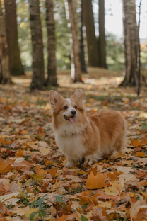 Коржик и другие хвостики