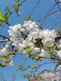 Сад, огород, дача.