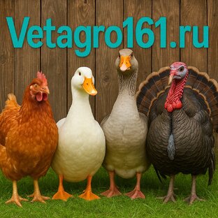 Куры, гуси, утки, индюки