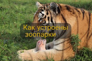 Как устроены зоопарки 