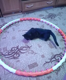 Из жизни наших питомцев, братьев наших меньших. Самое иетересное. 