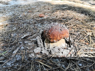 Фото грибов - смотрите красивые кадры лесных грибов онлайн!