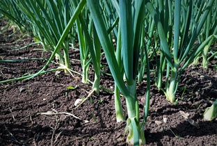 Лук, чеснок