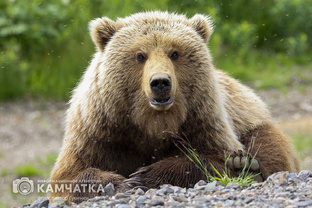 Медведи Камчатки