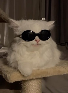 Кошки 