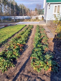 Уход за участком