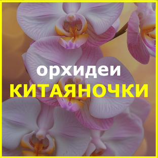 КИТАЙСКИЕ орхидеи