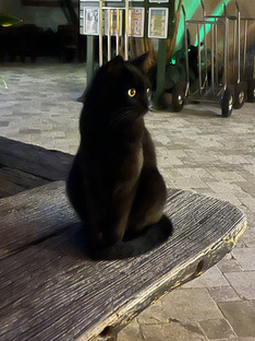 Котики и собачки 