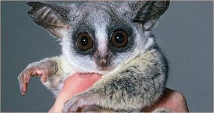 Экзотические животные