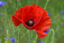 Литература и искусство 