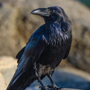 Ворона: гений перьевого мира и мастер обмана