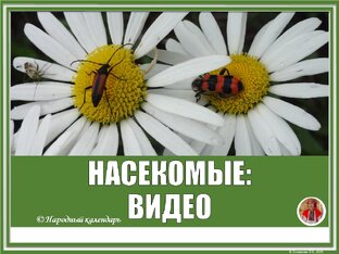 НАСЕКОМЫЕ: ВИДЕО