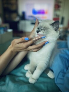 Советы по уходу за котами 🐈