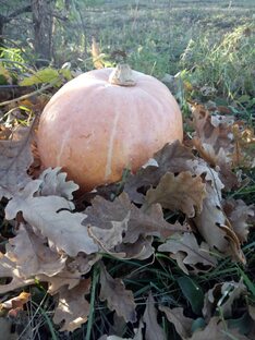 Тыква. Рецепты из тыквы. 