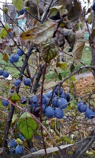  Сентябрь 2022г. Обострение РС