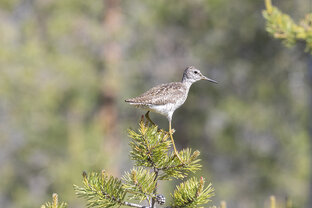 Птичье видео