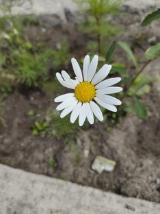 Разнообразное