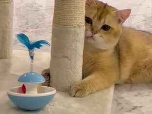 Игрушки и развлечения для кошек 