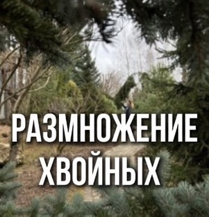 Размножение хвойных