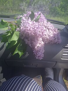 Наша дачная жизнь 