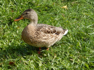 Личное мнение и прочее