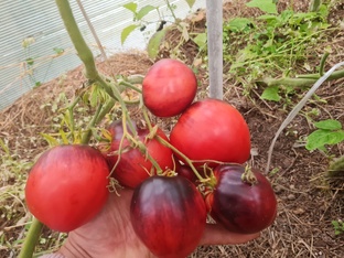 Томаты сезон 2024