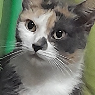 помощница 🐈‍⬛